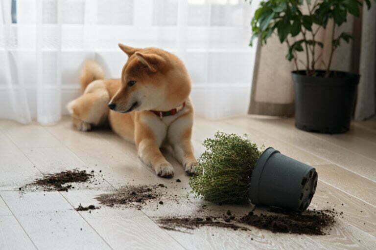 dropped potted plant and soil on the floor and sad 2022 11 09 06 49 25 utc