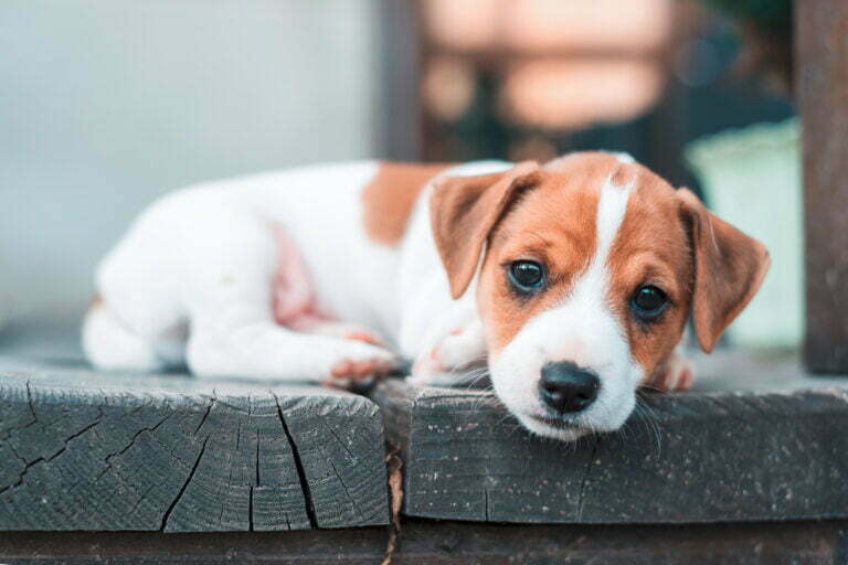 jack russel puppy on white carpet 2022 02 02 05 06 14 utc