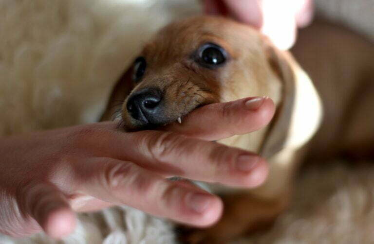 little dog bite close up 2022 11 08 00 04 14 utc