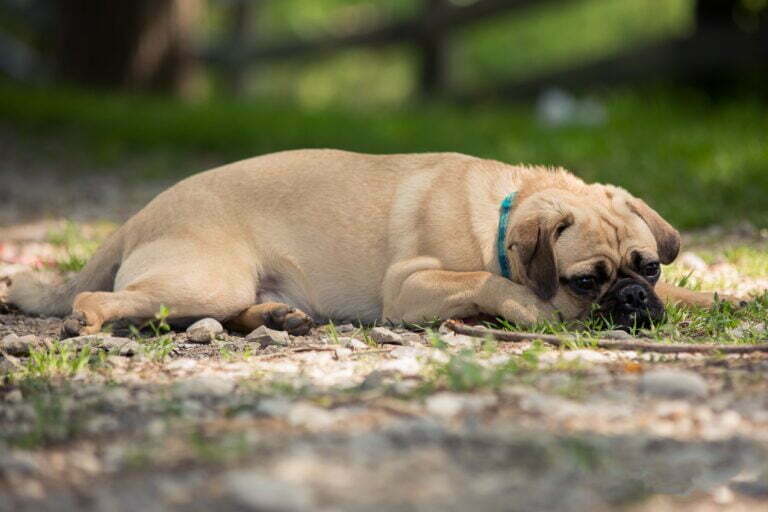 lazy pug dog 2022 11 02 00 04 49 utc