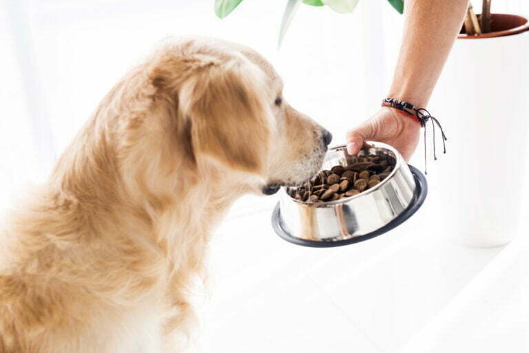 cropped view of man feeding funny golden retriever 2022 12 16 21 26 49 utc