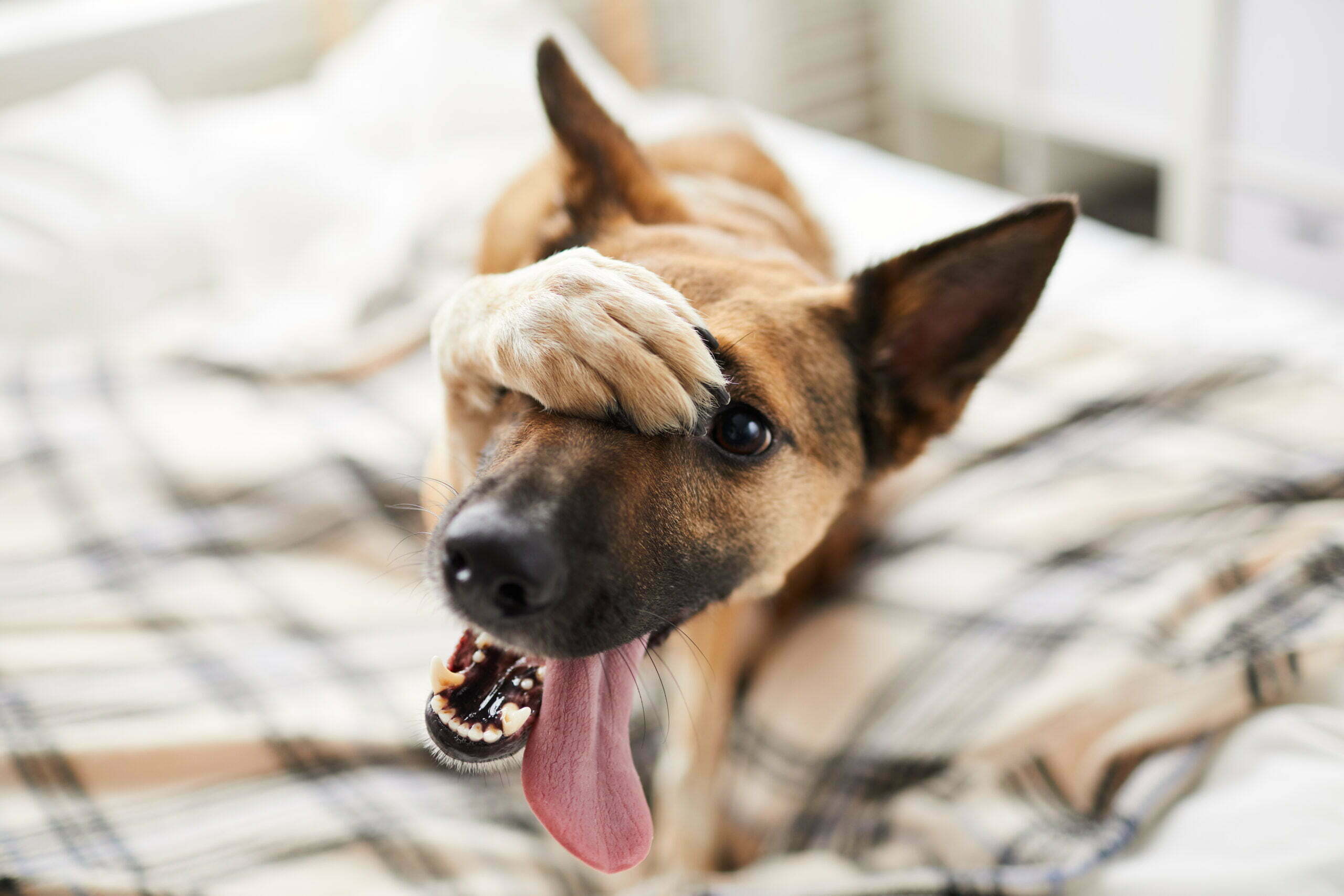 embarassed dog on bed 2022 02 08 22 39 28 utc