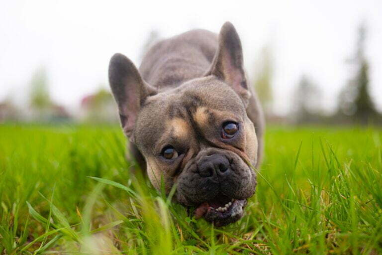 french bulldog eats grass outside 2022 11 16 10 05 59 utc