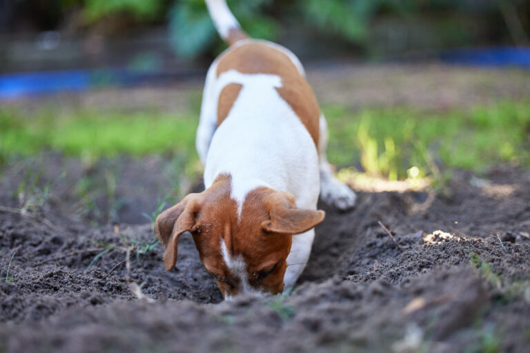 full length shot of an adorable young jack russell 2023 01 11 16 33 28 utc