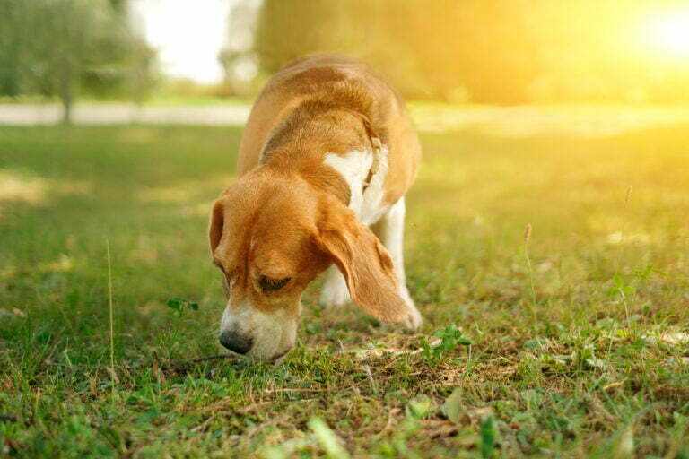 hunting dog beagle sniffs the grass in the park in 2022 01 29 05 32 44 utc