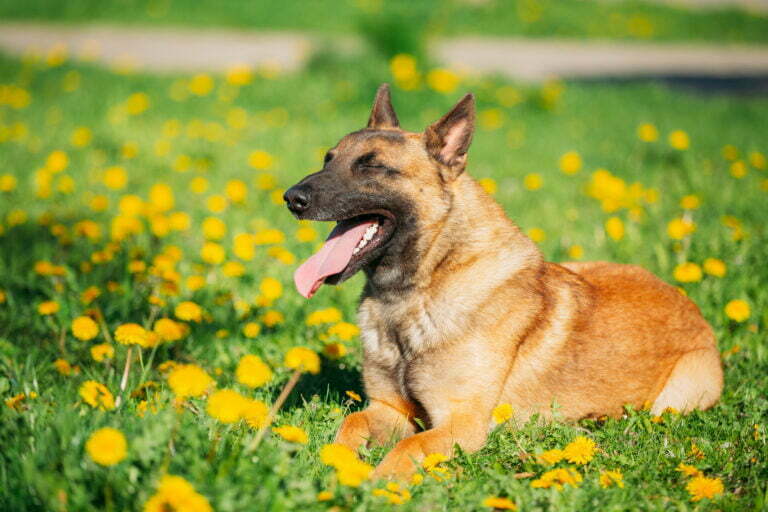 Wiosenne alergie u psa. Na co zwracać uwagę? 1 malinois dog sitting outdoors in green spring mead 2021 08 27 09 44 27 utc