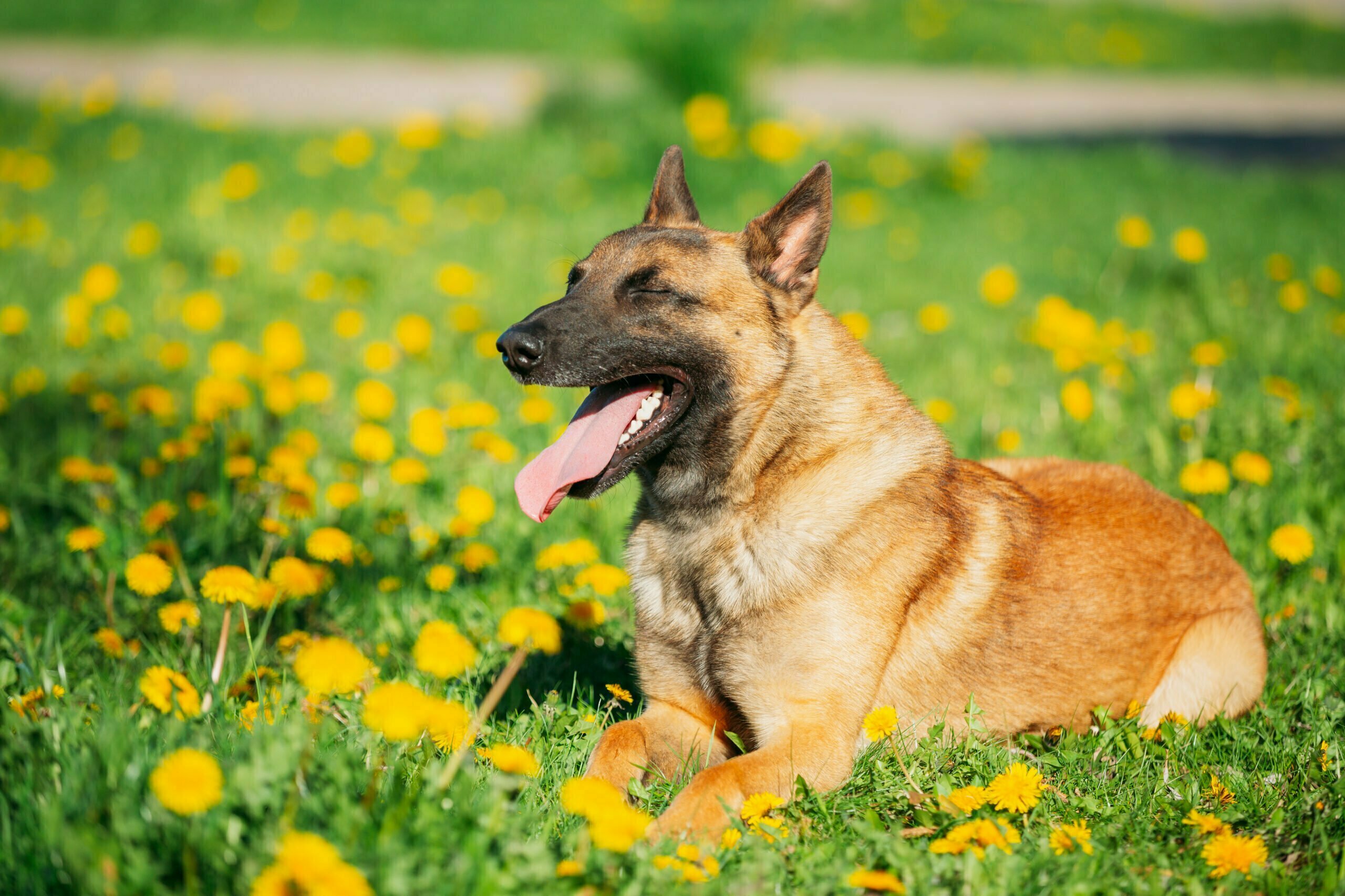 malinois dog sitting outdoors in green spring mead 2021 08 27 09 44 27 utc