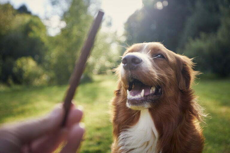 pet owner holding treat for his dog 2021 09 04 04 55 32 utc