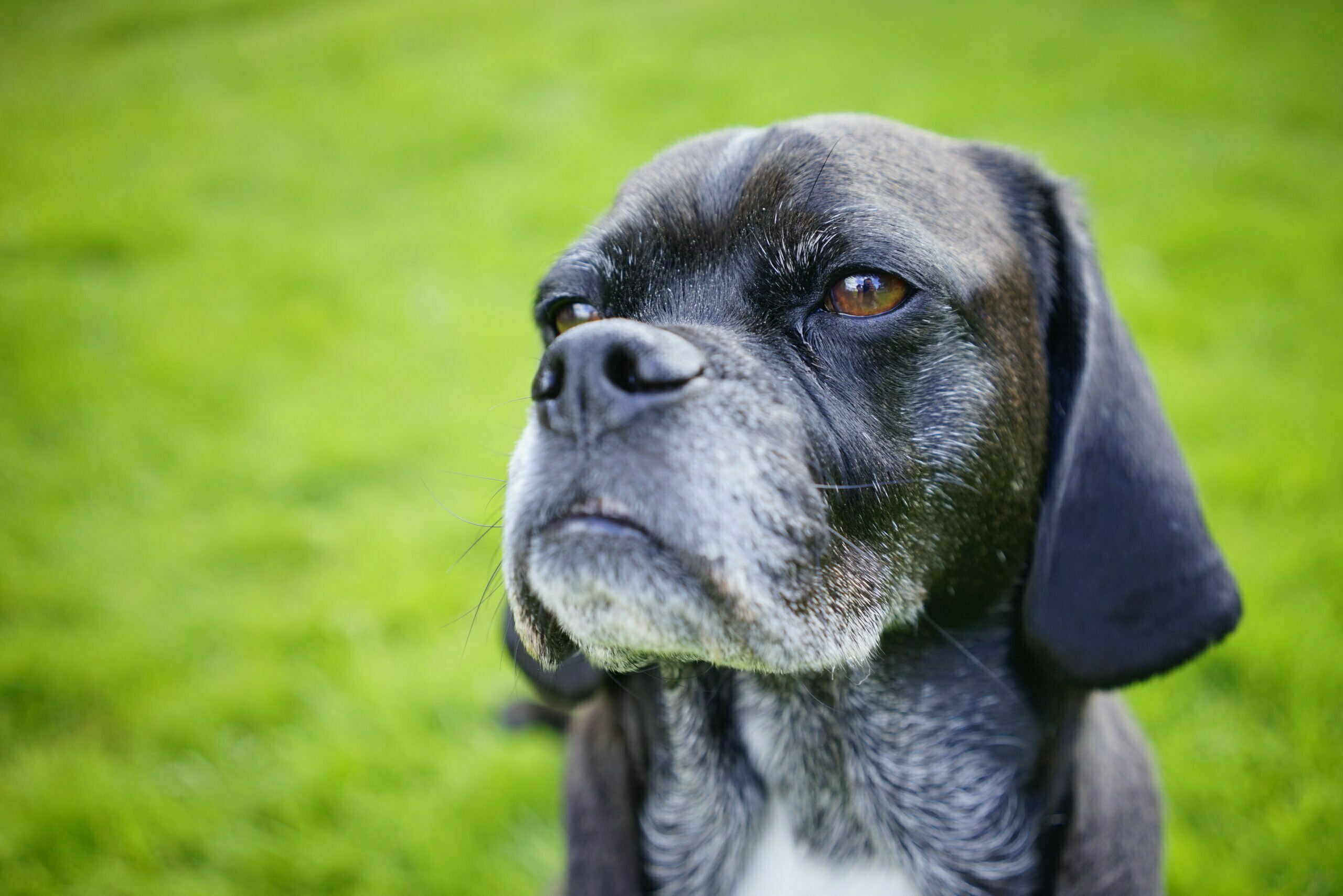 portrait of an aging canine old dog 2021 08 26 22 38 14 utc