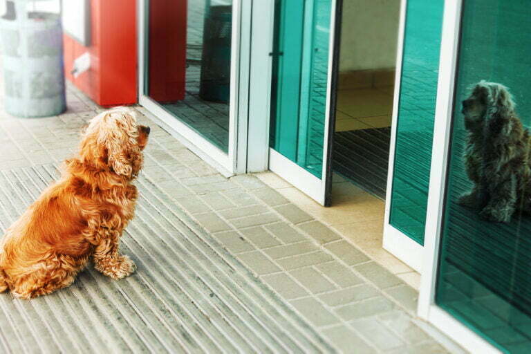 Czy powinno się zostawiać psa pod sklepem? 9 red dog is waiting for owner outside a shop door 2022 09 29 22 45 17 utc