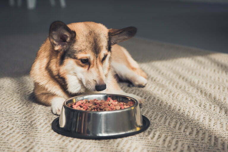 welsh corgi lying on floor with bowl full of dog f 2022 12 16 16 56 20 utc
