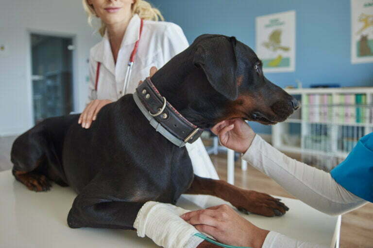 Dog with broken leg at the vet