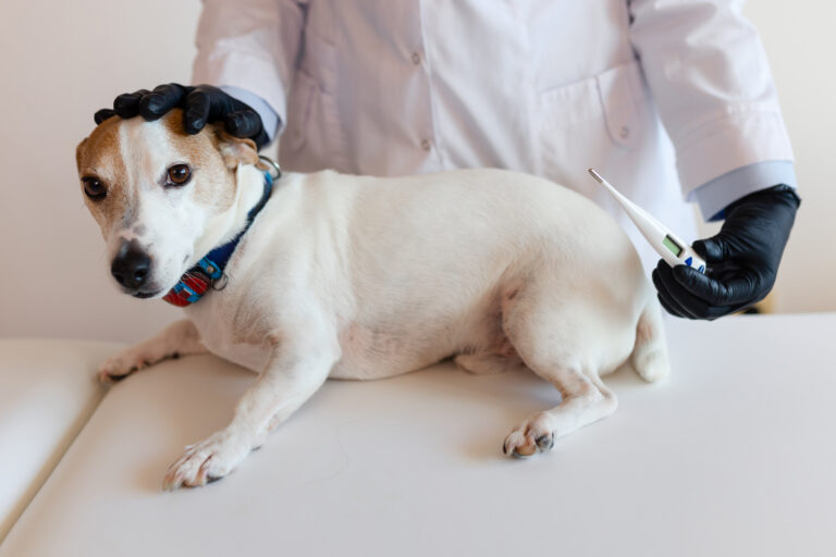 veterinarian examining a beautiful small white dog in a clinic, using a thermometer to measure the animal's temperature