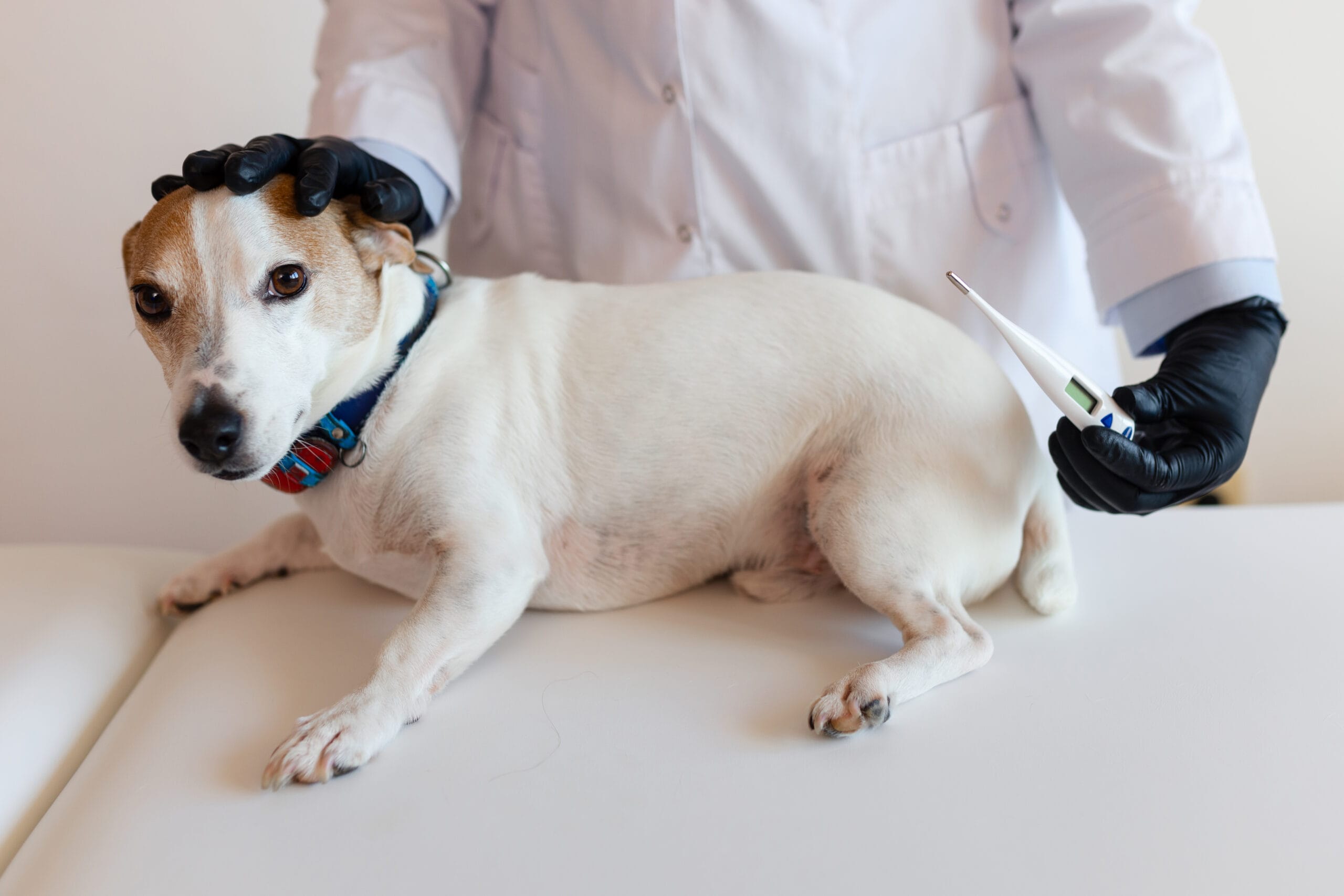 veterinarian examining a beautiful small white dog in a clinic, using a thermometer to measure the animal's temperature