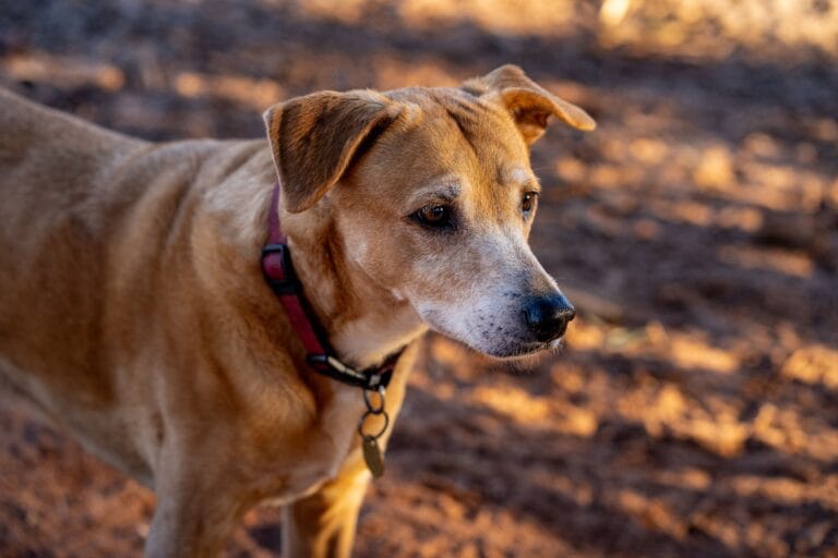 Close up of a brown dog with a red collar standing outdoors in the sunlight