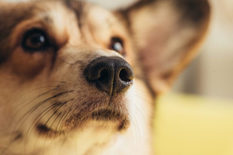 close up of nose of cute welsh corgi dog