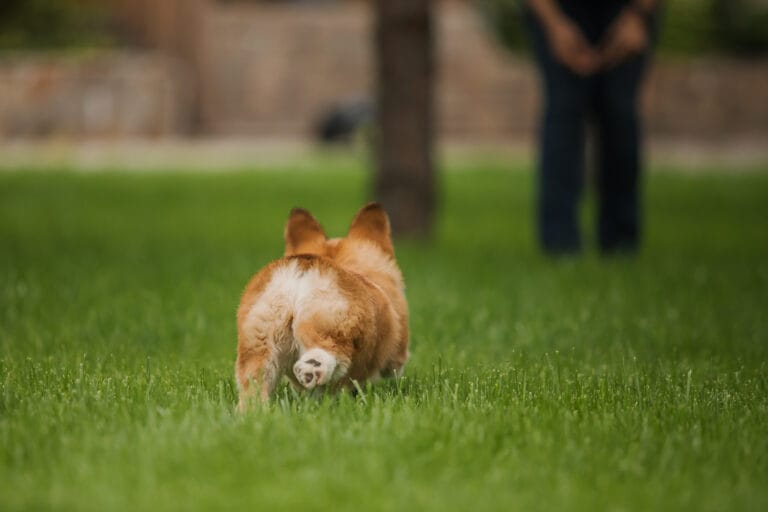 corgi puppy dog running in a field of flowers 2023 11 27 05 35 32 utc