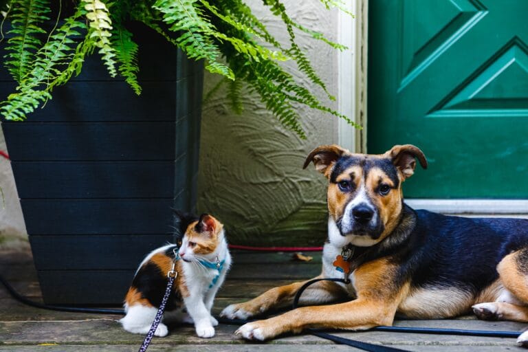 Fakty i Mity: Czy Psy Nienawidzą Kotów? 4 dog and kitten 2025 01 07 23 18 07 utc